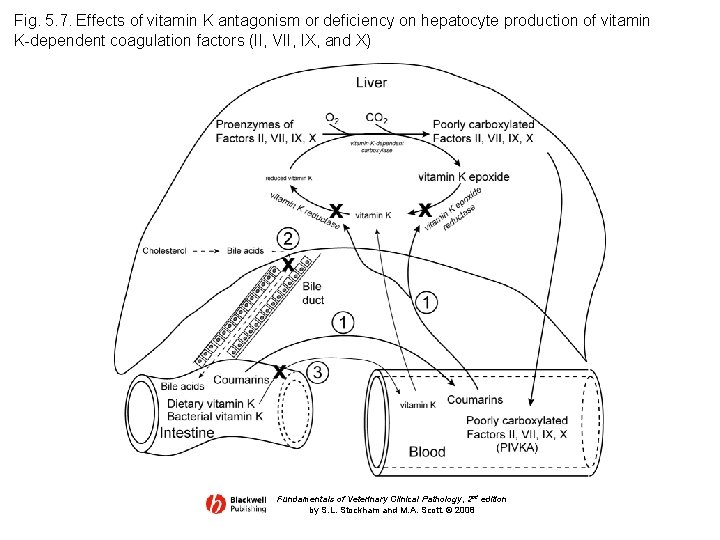Fig. 5. 7. Effects of vitamin K antagonism or deficiency on hepatocyte production of