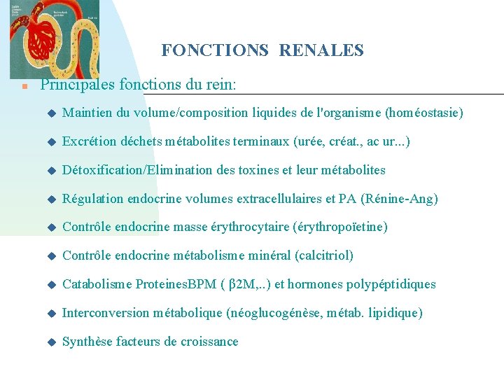 FONCTIONS RENALES Principales fonctions du rein: Maintien du volume/composition liquides de l'organisme (homéostasie) Excrétion