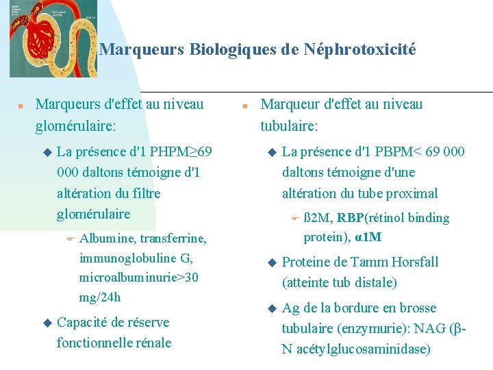 Marqueurs Biologiques de Néphrotoxicité Marqueurs d'effet au niveau glomérulaire: La présence d'1 PHPM≥ 69