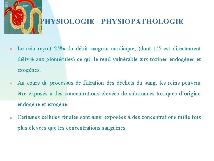PHYSIOLOGIE - PHYSIOPATHOLOGIE Le rein reçoit 25% du débit sanguin cardiaque, (dont 1/5 est