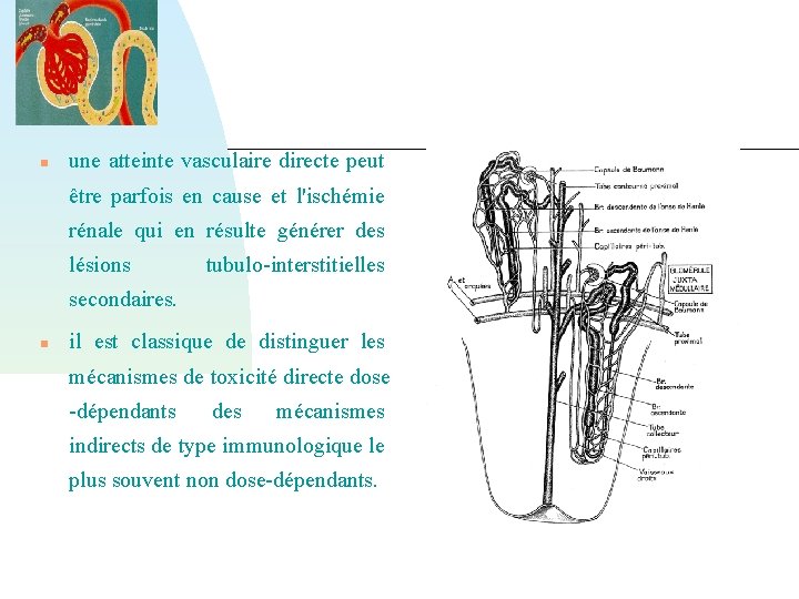  une atteinte vasculaire directe peut être parfois en cause et l'ischémie rénale qui