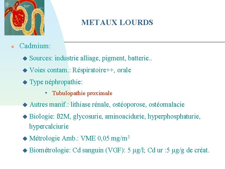 METAUX LOURDS Cadmium: Sources: industrie alliage, pigment, batterie. . Voies contam. : Réspiratoire++, orale