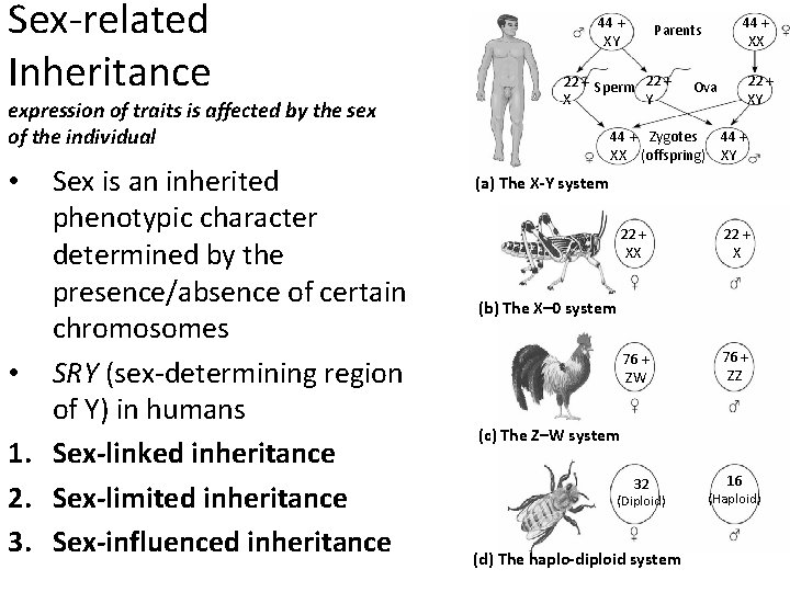 Sex-related Inheritance expression of traits is affected by the sex of the individual Sex