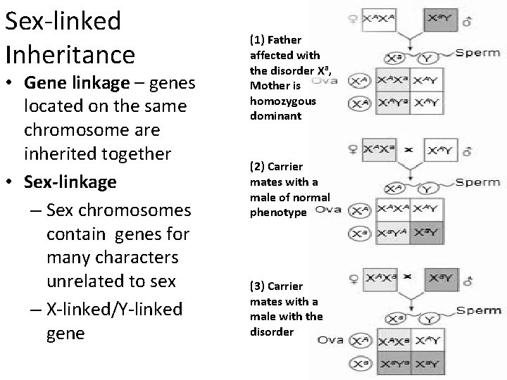 Sex-linked Inheritance • Gene linkage – genes located on the same chromosome are inherited