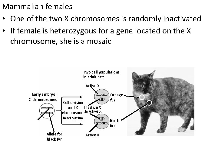 Mammalian females • One of the two X chromosomes is randomly inactivated • If