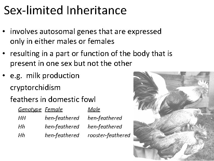 Sex-limited Inheritance • involves autosomal genes that are expressed only in either males or