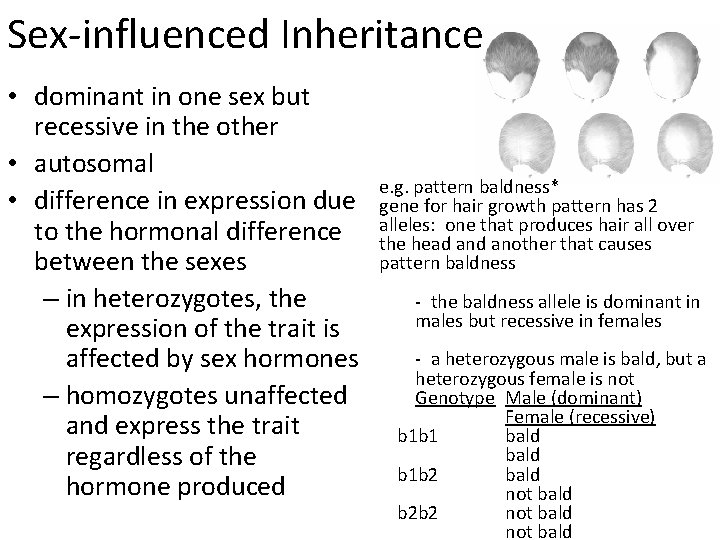 Sex-influenced Inheritance • dominant in one sex but recessive in the other • autosomal