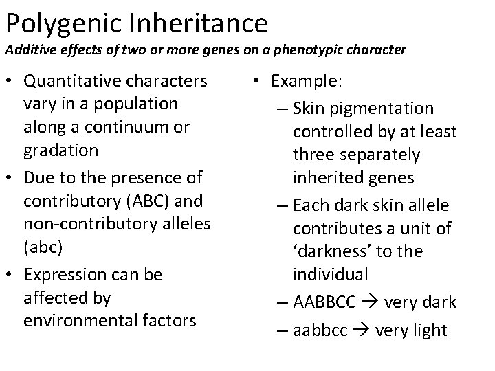 Polygenic Inheritance Additive effects of two or more genes on a phenotypic character •