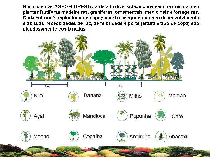 Nos sistemas AGROFLORESTAIS de alta diversidade convivem na mesma área plantas frutíferas, madeireiras, graníferas,