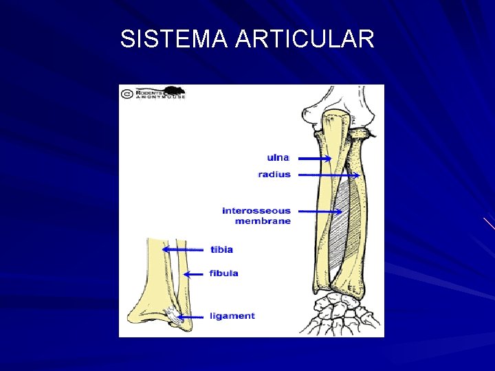 SISTEMA ARTICULAR 