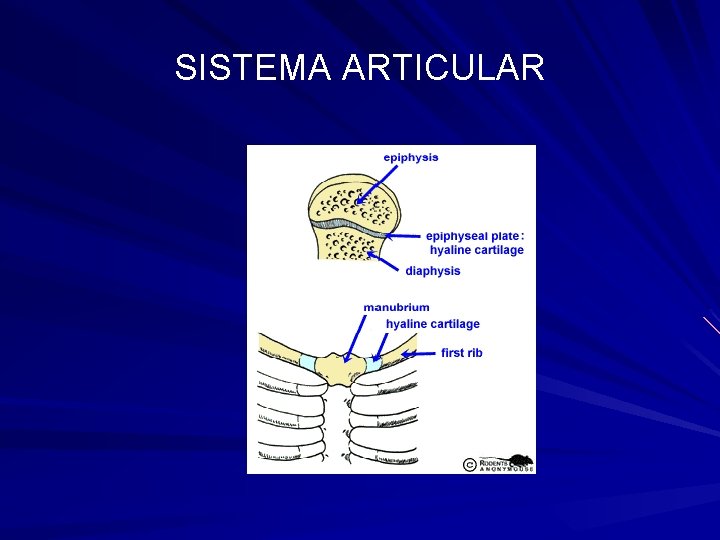 SISTEMA ARTICULAR 