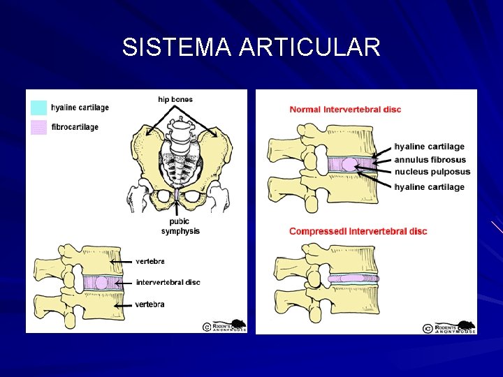 SISTEMA ARTICULAR 