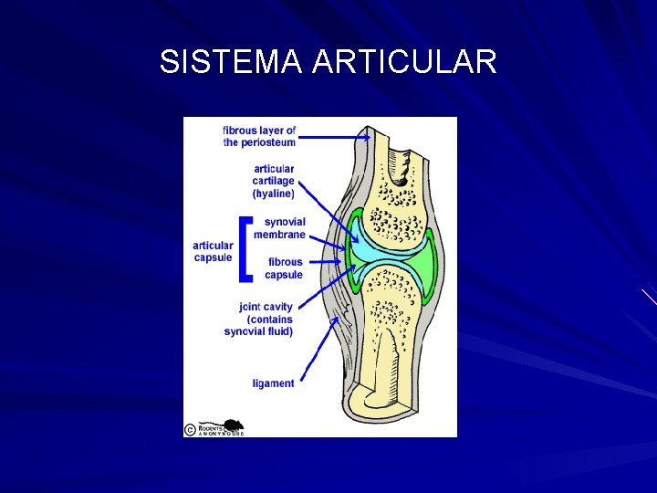 SISTEMA ARTICULAR 
