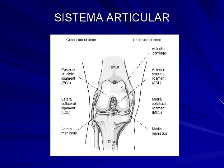 SISTEMA ARTICULAR 