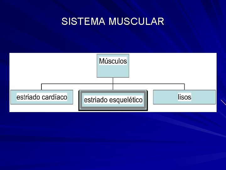 SISTEMA MUSCULAR 