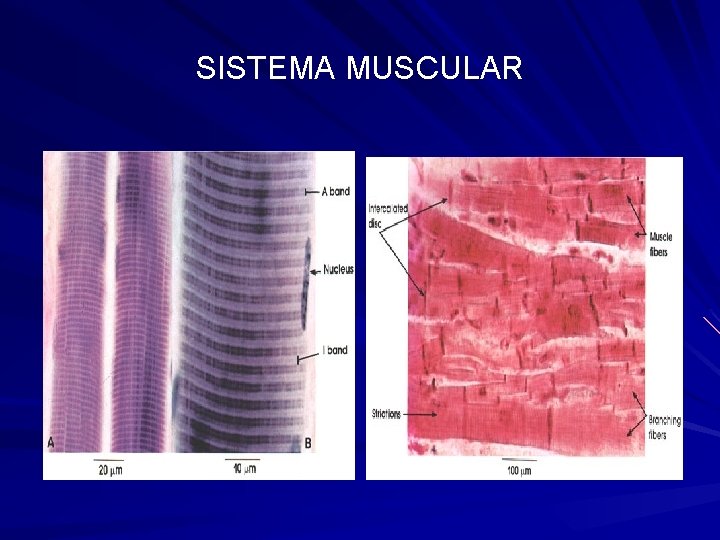 SISTEMA MUSCULAR 