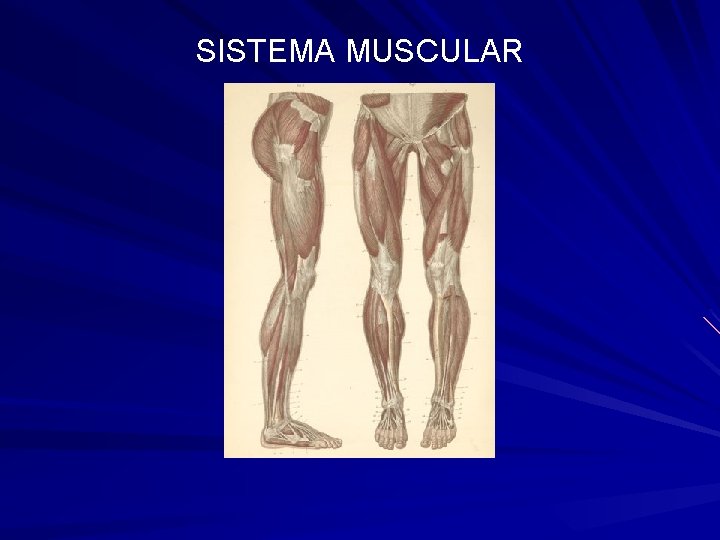 SISTEMA MUSCULAR 