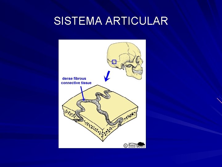 SISTEMA ARTICULAR 