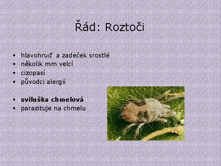 Řád: Roztoči § § hlavohruď a zadeček srostlé několik mm velcí cizopasí původci alergií