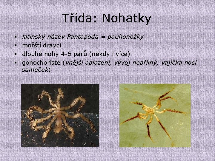 Třída: Nohatky § § latinský název Pantopoda = pouhonožky mořští dravci dlouhé nohy 4