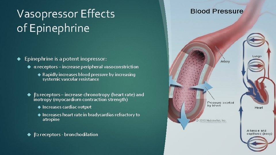 Vasopressor Effects of Epinephrine is a potent inopressor: α receptors – increase peripheral vasoconstriction