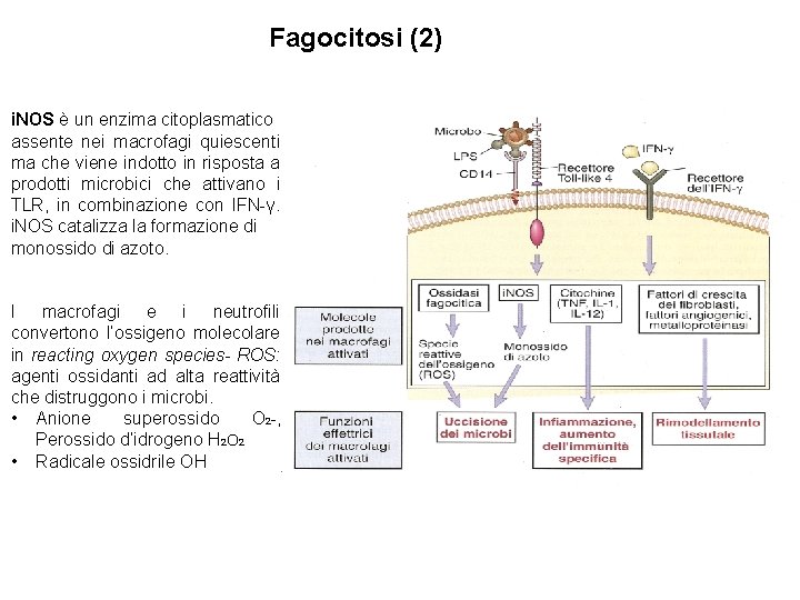 Fagocitosi (2) i. NOS è un enzima citoplasmatico assente nei macrofagi quiescenti ma che