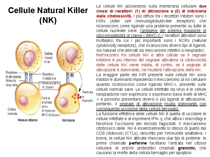 Cellule Natural Killer (NK) Le cellule NK possiedono sulla membrana cellulare due classi di