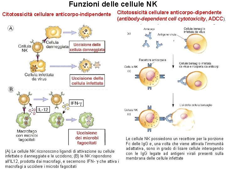 Funzioni delle cellule NK Citotossicità cellulare anticorpo-indipendente Citotossicità cellulare anticorpo-dipendente (antibody-dependent cell cytotoxicity, ADCC).