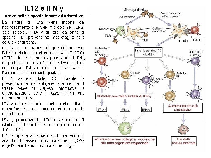 IL 12 e IFN γ Attive nelle risposte innate ed adattative La sintesi di