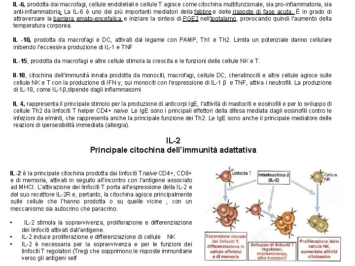 IL-6, prodotta dai macrofagi, cellule endoteliali e cellule T agisce come citochina multifunzionale, sia