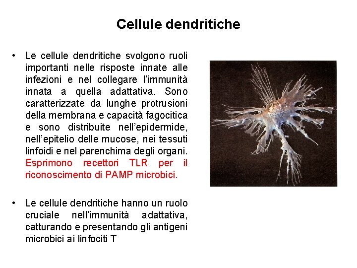 Cellule dendritiche • Le cellule dendritiche svolgono ruoli importanti nelle risposte innate alle infezioni