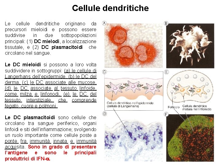 Cellule dendritiche Le cellule dendritiche originano da precursori mieloidi e possono essere suddivise in