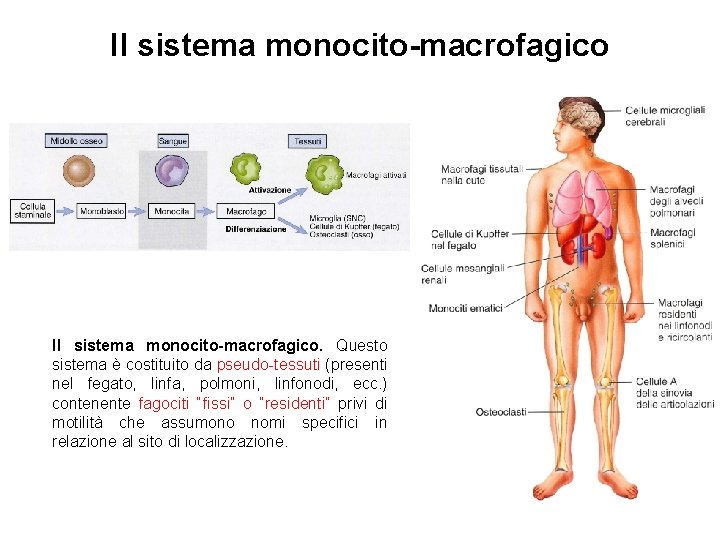 Il sistema monocito-macrofagico. Questo sistema è costituito da pseudo-tessuti (presenti nel fegato, linfa, polmoni,