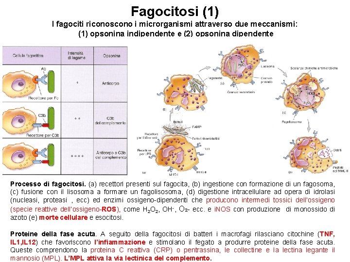 Fagocitosi (1) I fagociti riconoscono i microrganismi attraverso due meccanismi: (1) opsonina indipendente e