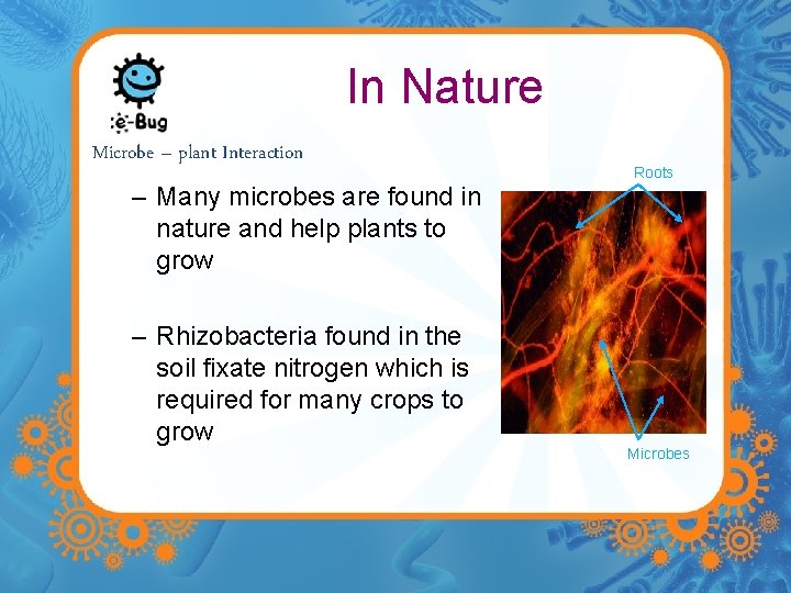 In Nature Microbe – plant Interaction – Many microbes are found in nature and