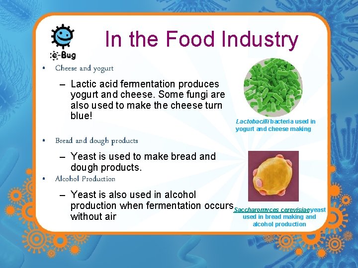In the Food Industry • Cheese and yogurt – Lactic acid fermentation produces yogurt