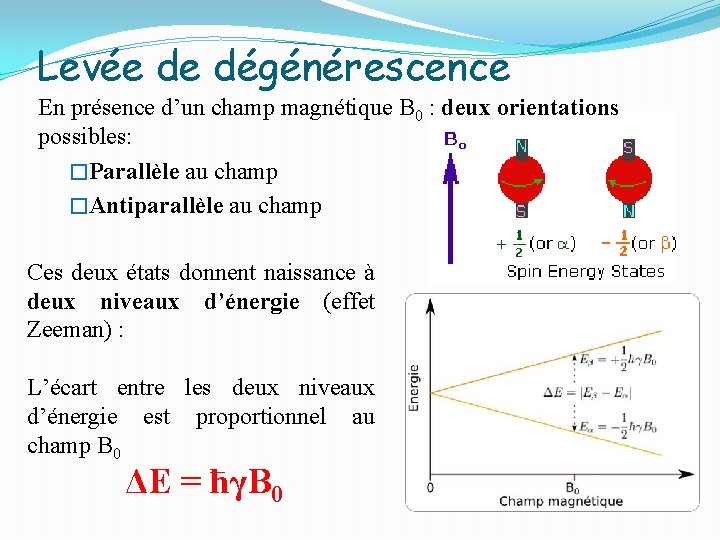 Levée de dégénérescence En présence d’un champ magnétique B 0 : deux orientations possibles: