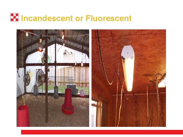 Incandescent or Fluorescent 