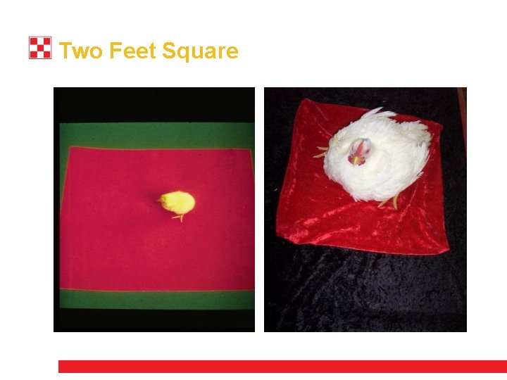 Two Feet Square 