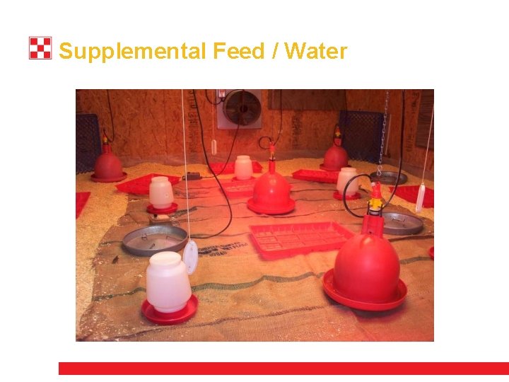Supplemental Feed / Water 