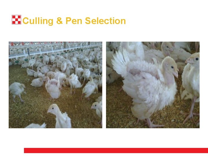 Culling & Pen Selection 