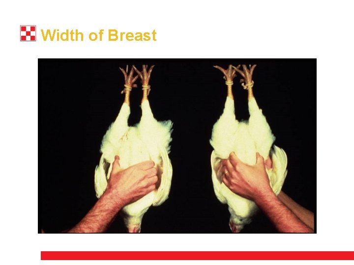 Width of Breast 