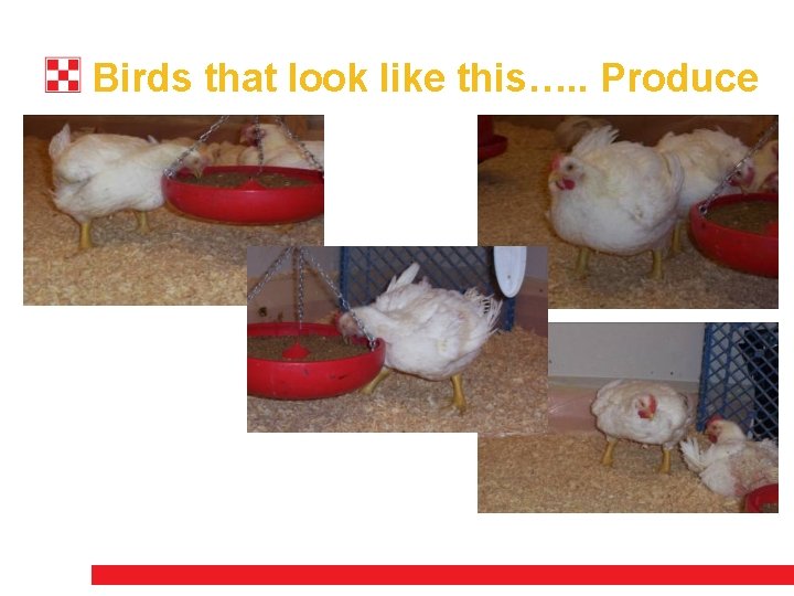 Birds that look like this…. . Produce 
