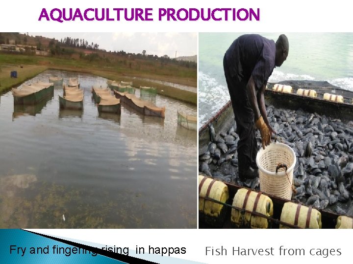 AQUACULTURE PRODUCTION Fry and fingering rising in happas Fish Harvest from cages 