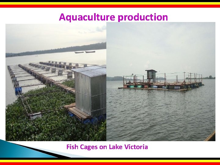 Aquaculture production Fish Cages on Lake Victoria 