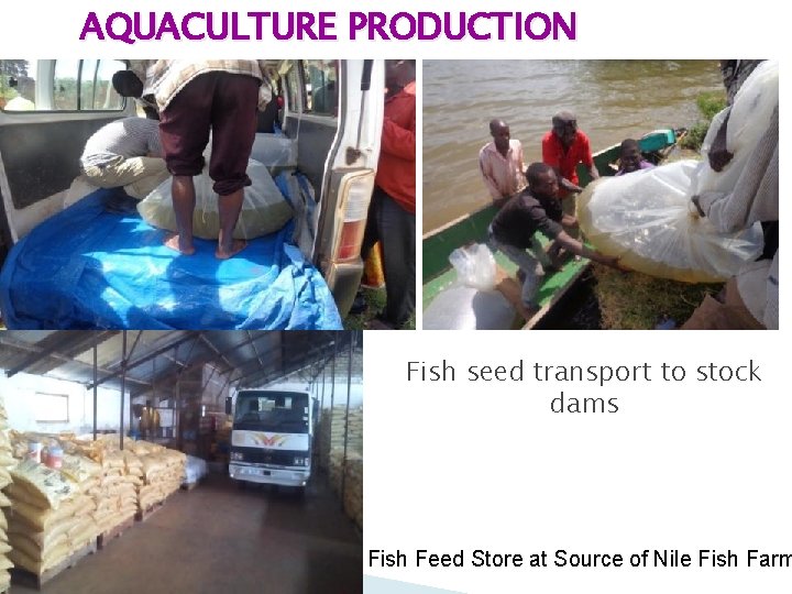 AQUACULTURE PRODUCTION Fish seed transport to stock dams Fish Feed Store at Source of