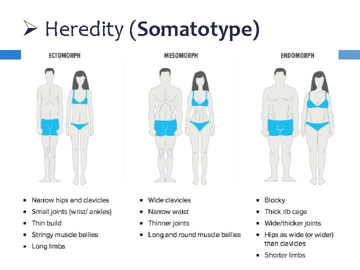 Ø Heredity (Somatotype) 