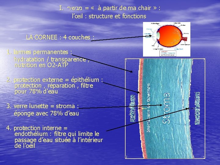  I. מבשרי = « à partir de ma chair » : l’œil :