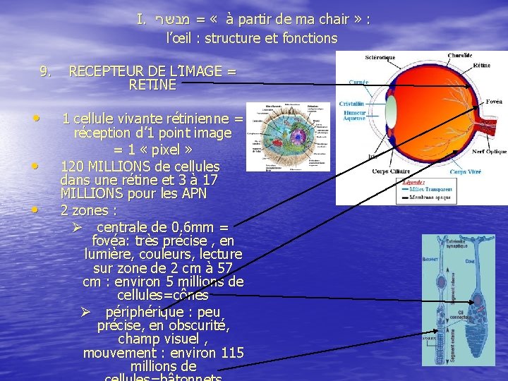  I. מבשרי = « à partir de ma chair » : l’œil :