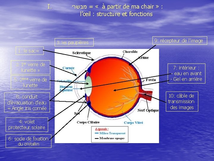 I. מבשרי = « à partir de ma chair » : l’œil : structure